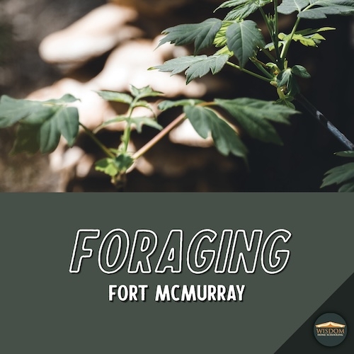 Foraging Walk - Fort McMurray C